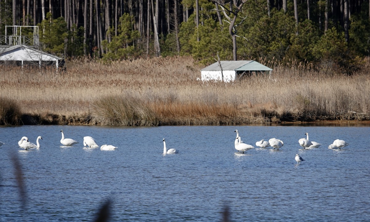 Tundra Swan - ML648837264