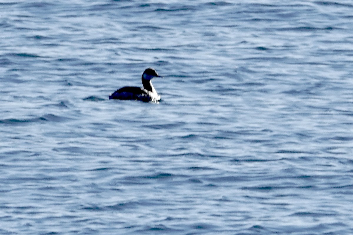 Horned Grebe - ML648837343