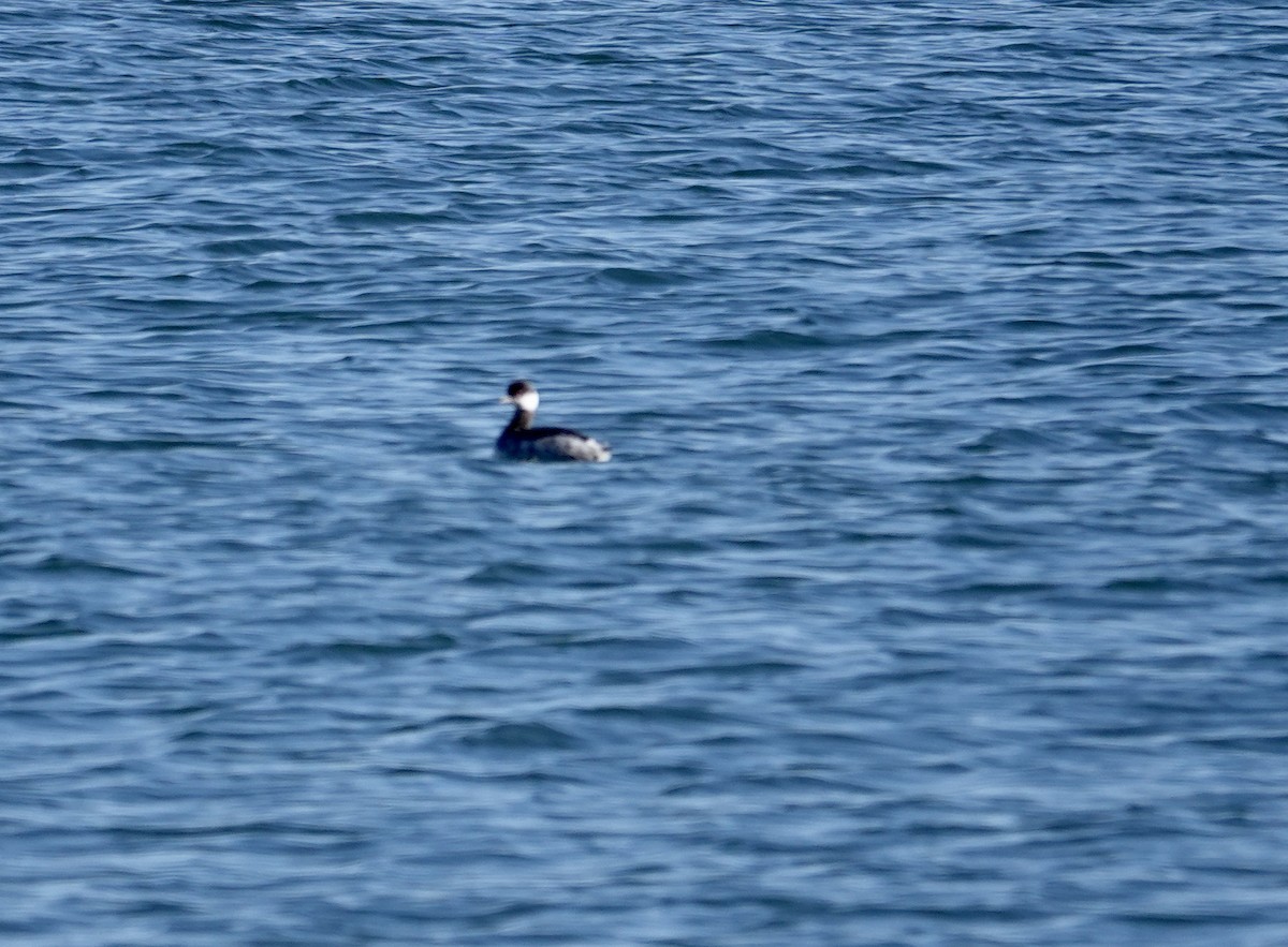 Horned Grebe - ML648837514