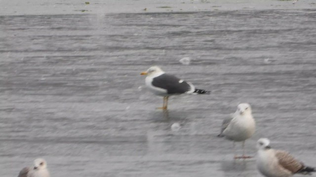 Клуша - ML648837525