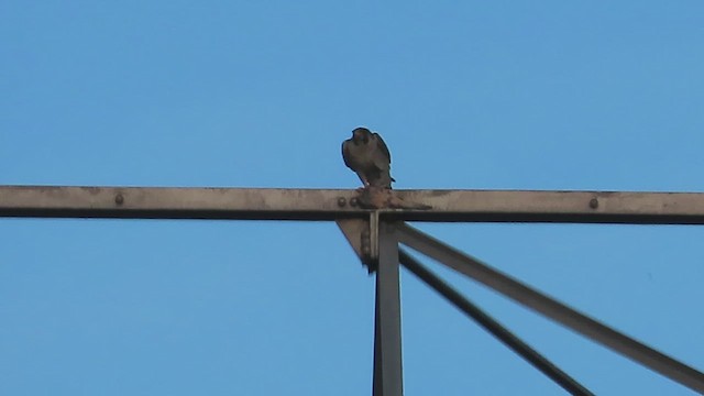 Peregrine Falcon - ML648837919