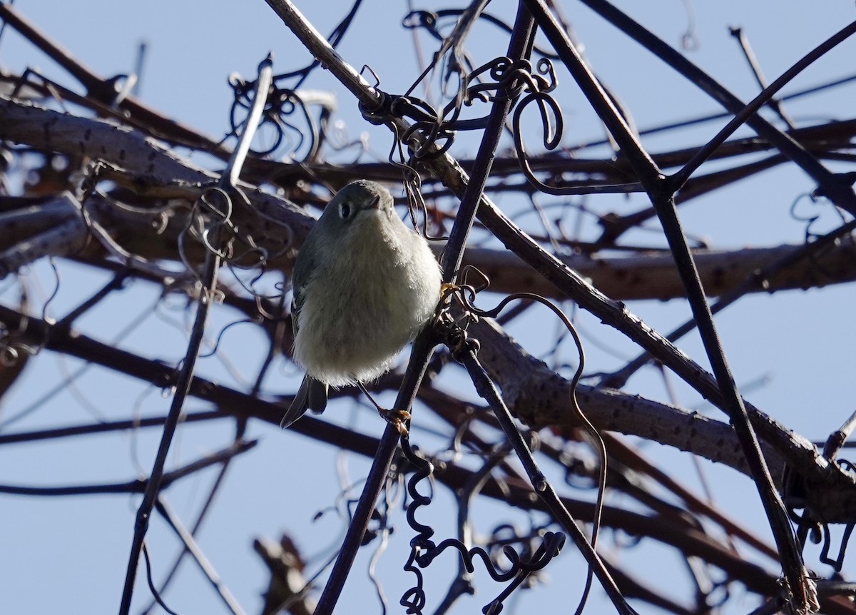 Ruby-crowned Kinglet - ML648837976