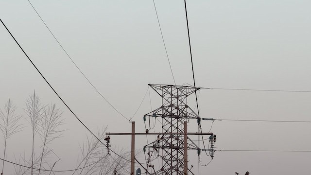 káně rudochvostá - ML648837986