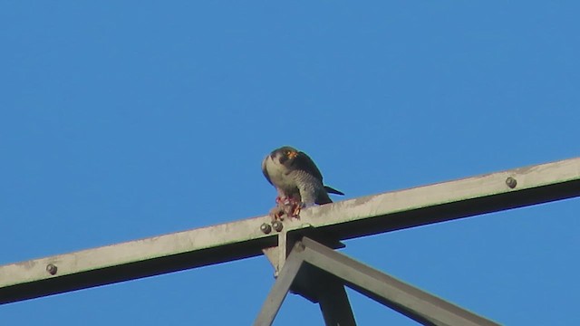 Peregrine Falcon - ML648838013