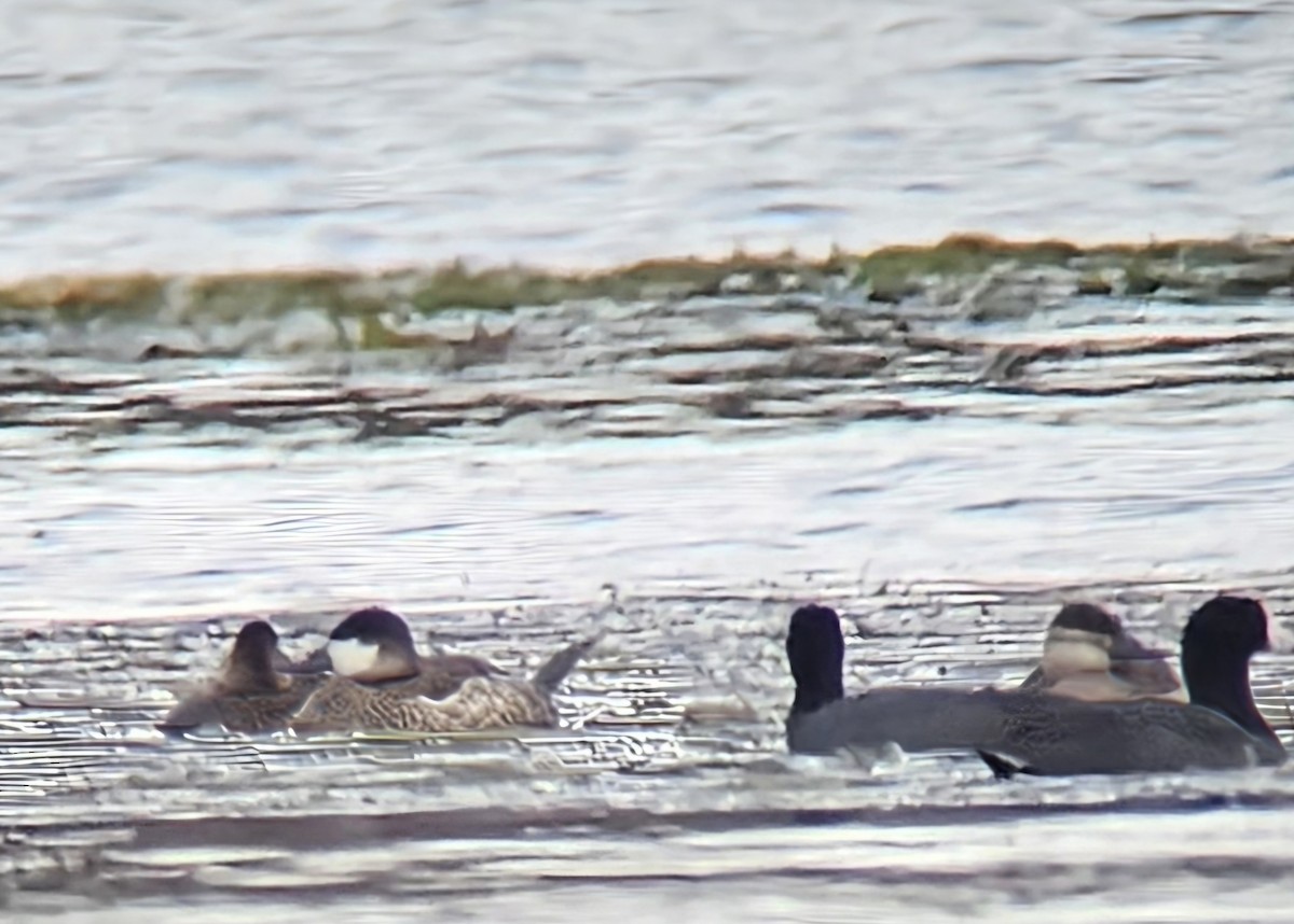 アカオタテガモ - ML648838018