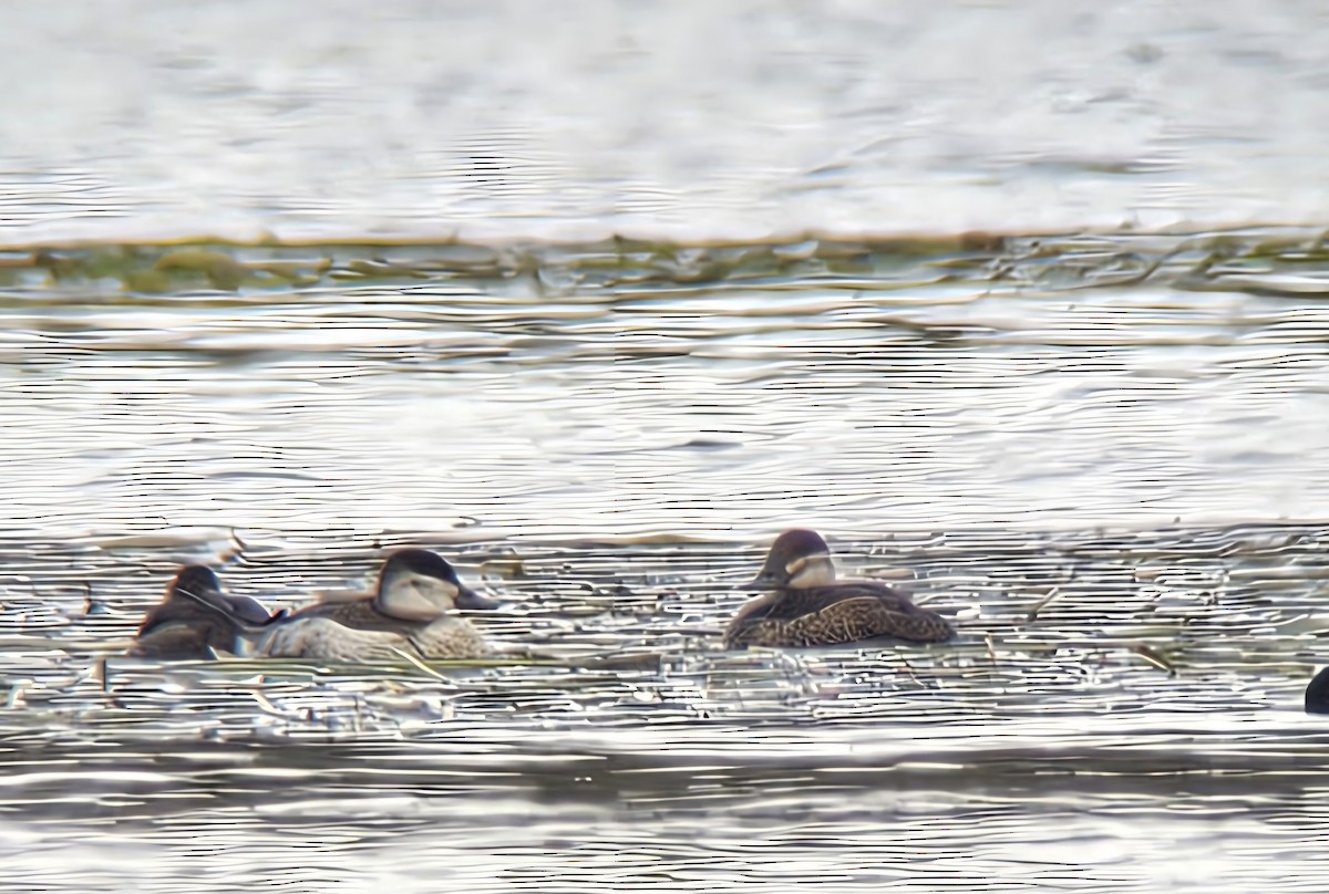 アカオタテガモ - ML648838019