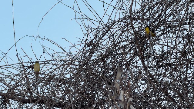 West Mexican Euphonia - ML648838047