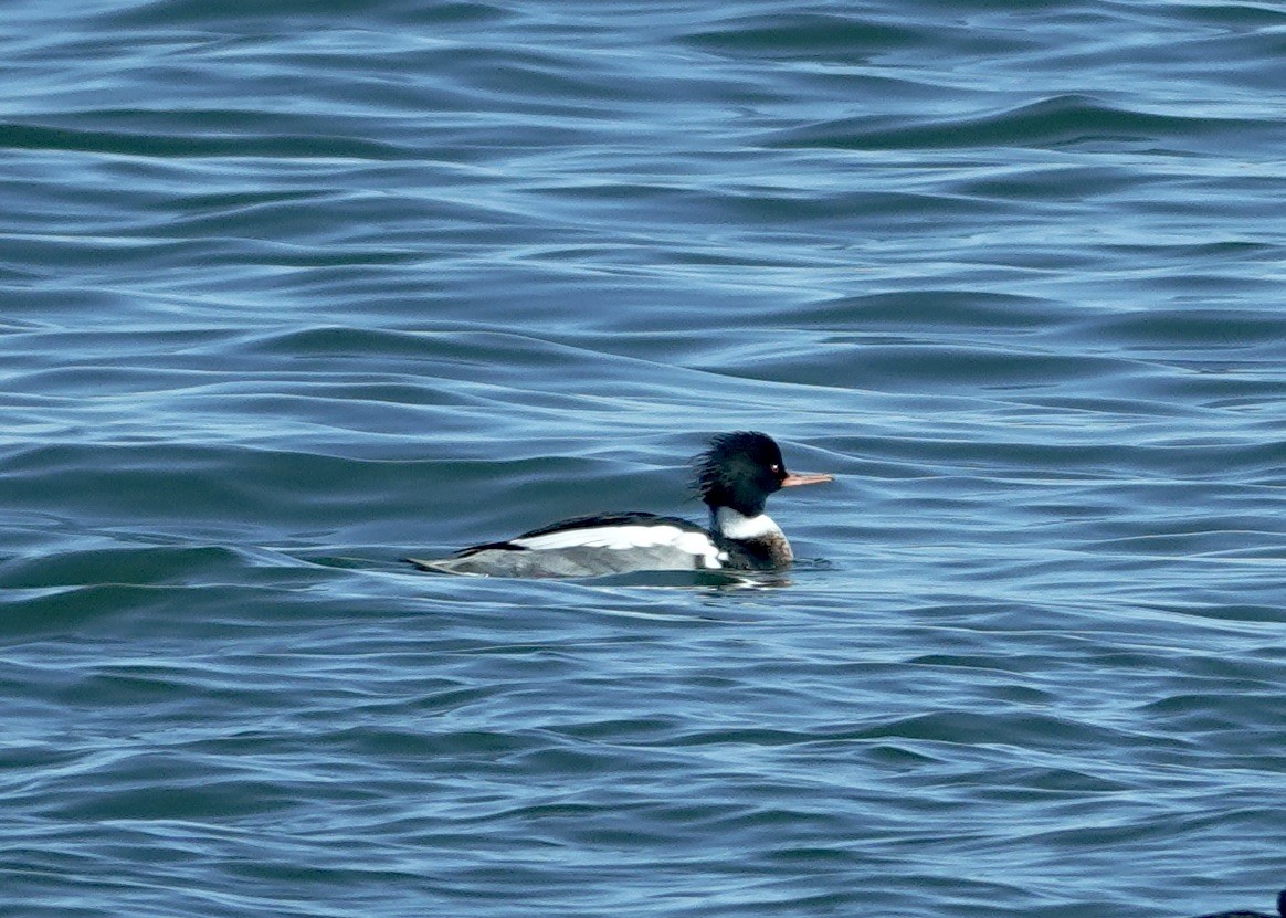 Red-breasted Merganser - ML648838071