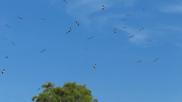 Swallow-tailed Kite - ML648838206