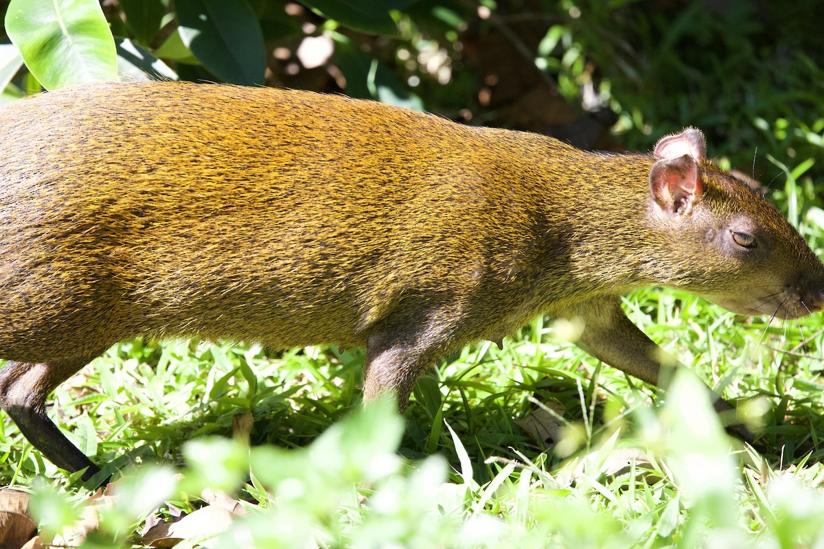 Animales - ML648838294