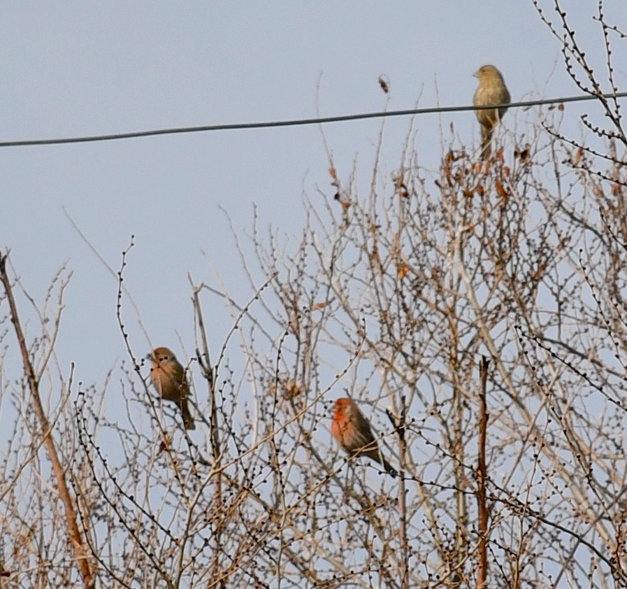 Camachuelo Mexicano - ML648838298