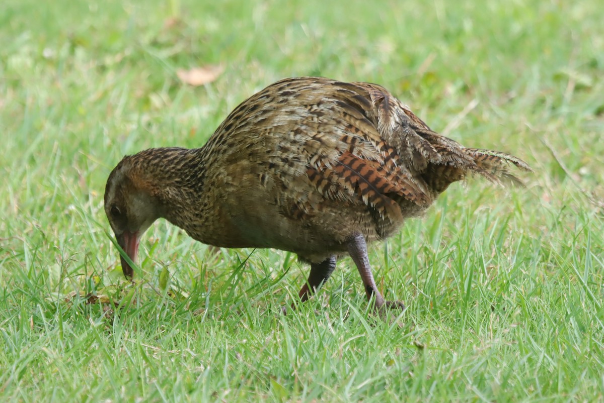 Rascón Weka - ML648838299