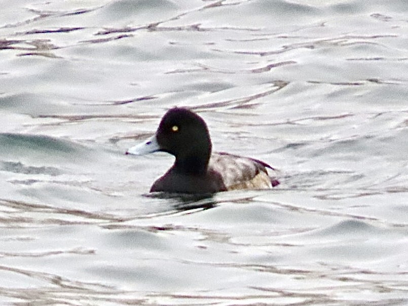 Porrón Bastardo - ML648838300