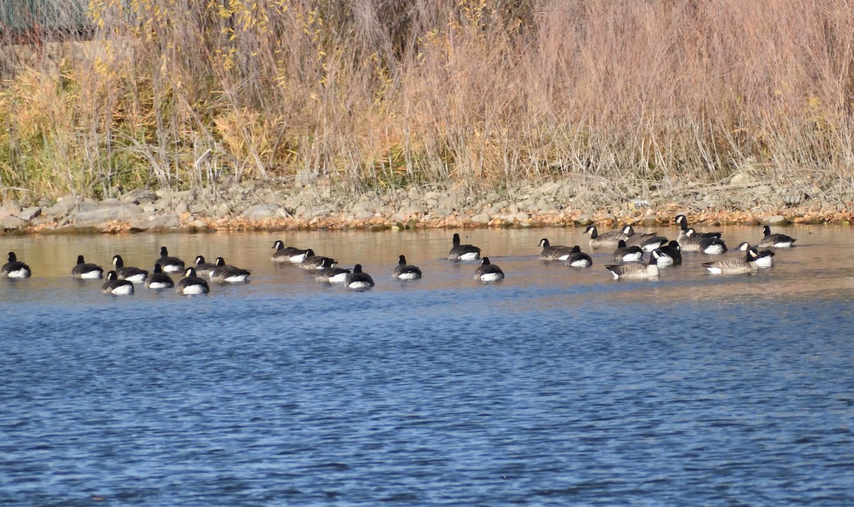 Barnacla Canadiense Chica - ML648838301