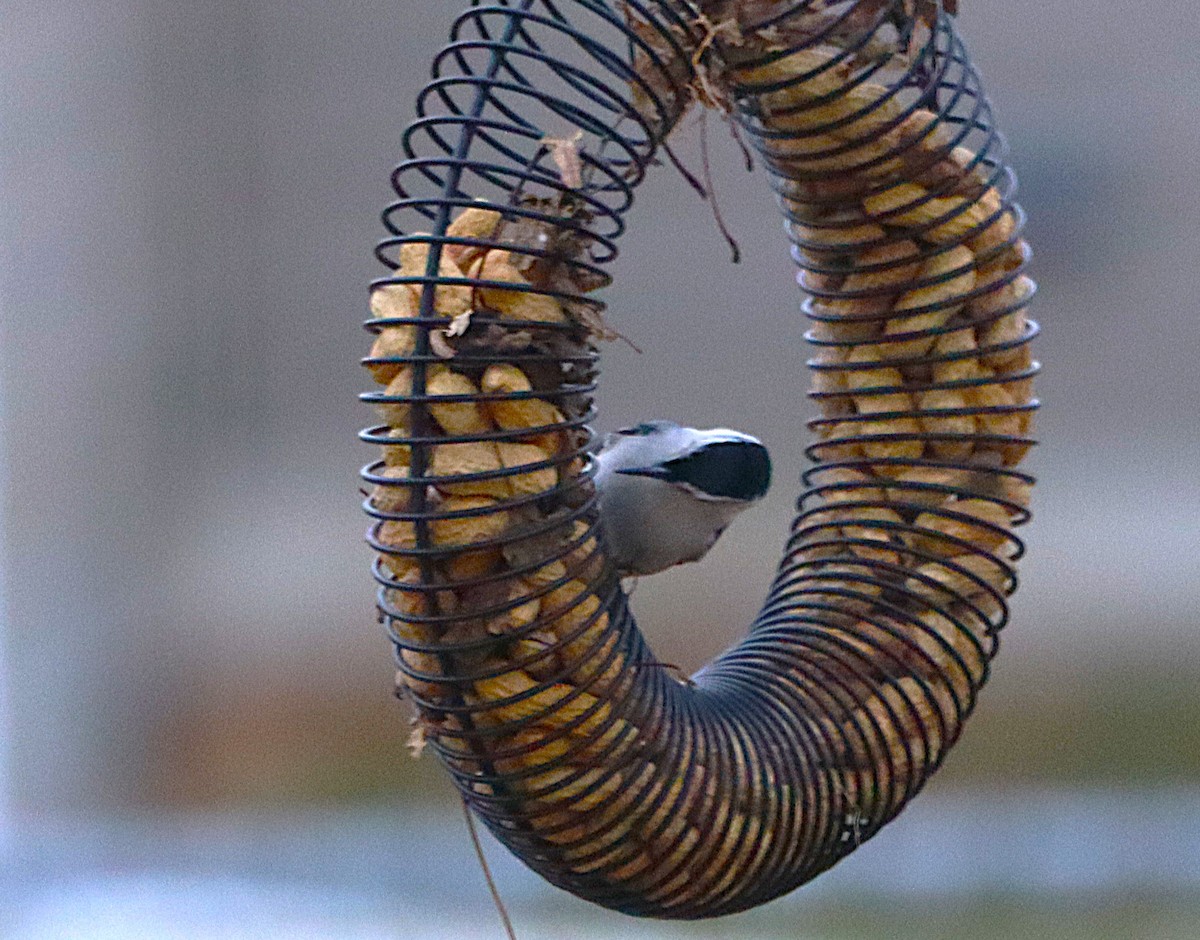 Trepador Pechiblanco - ML648838302