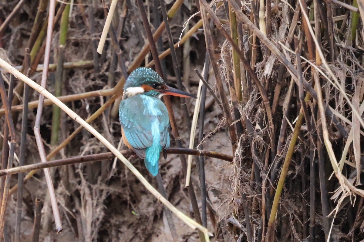 Martín Pescador Común - ML648838303