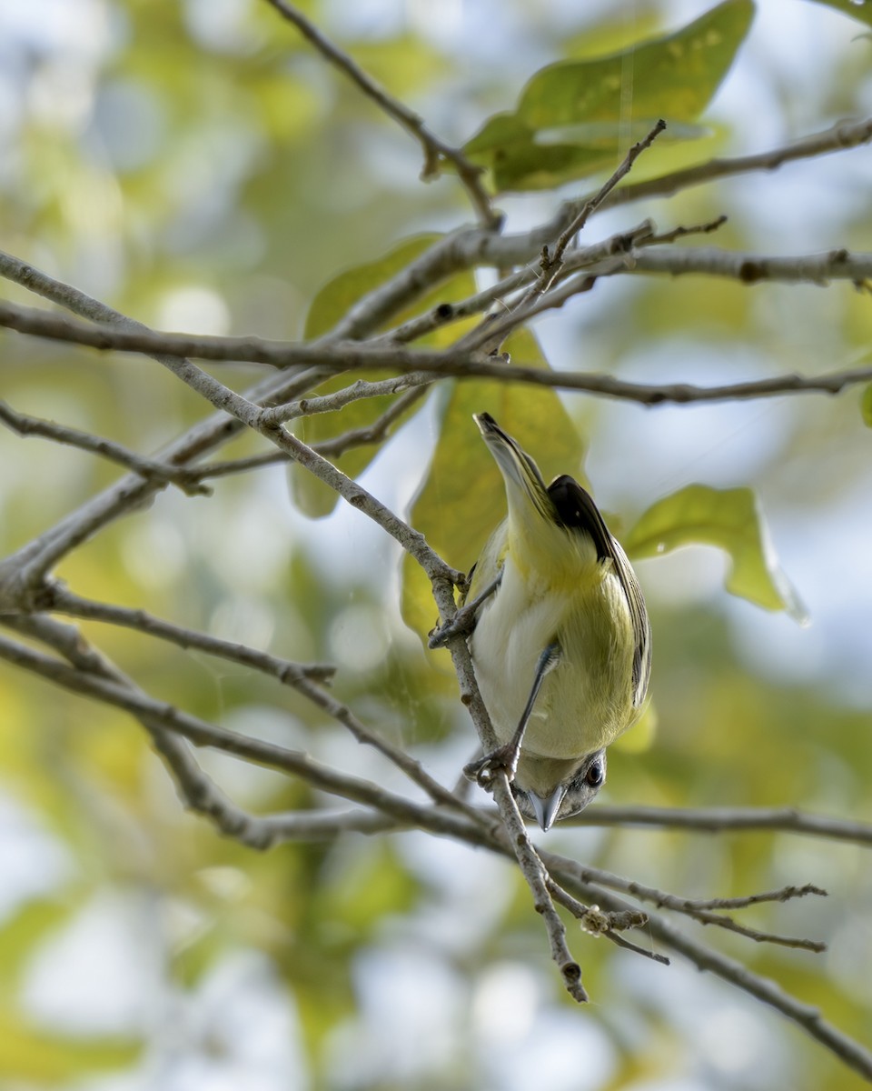 Vireo Solitario - ML648838305