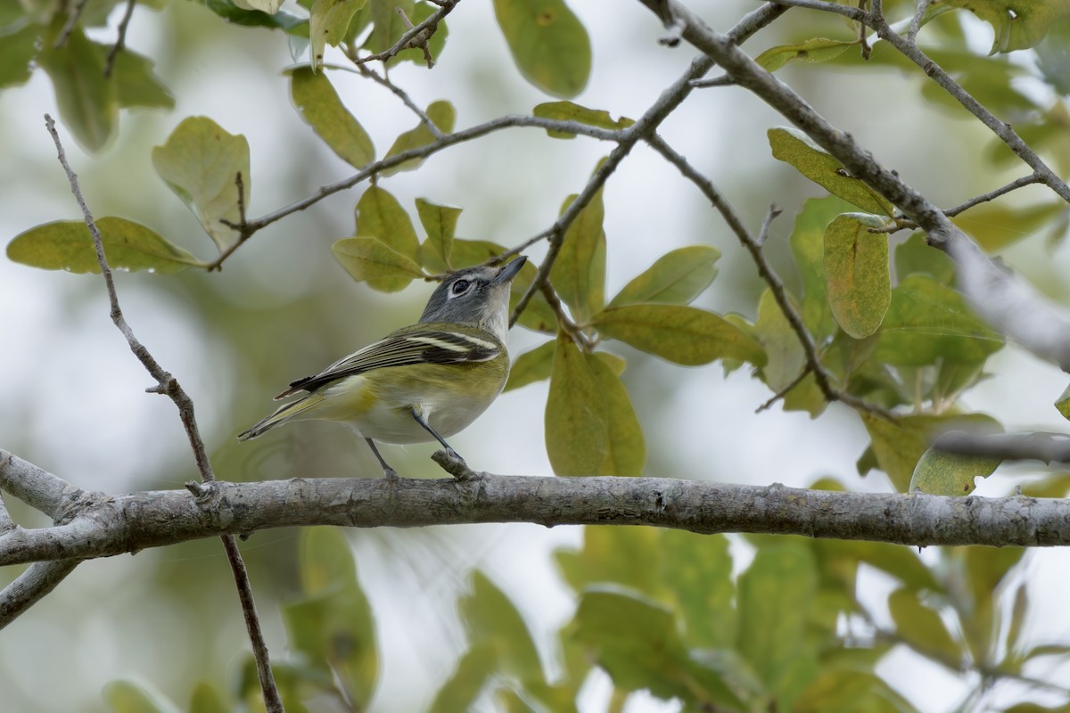 Vireo Solitario - ML648838306