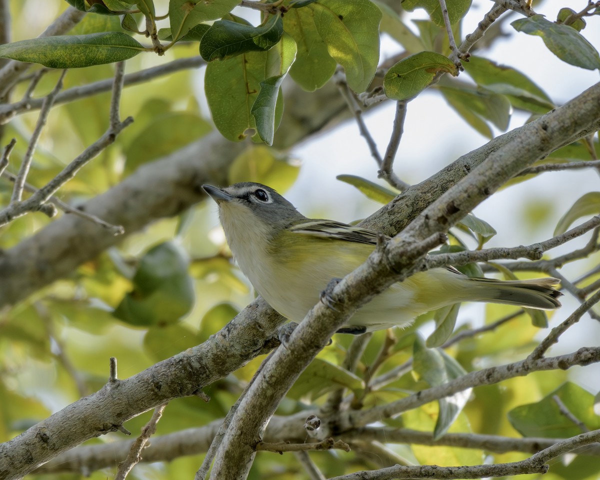 Vireo Solitario - ML648838307