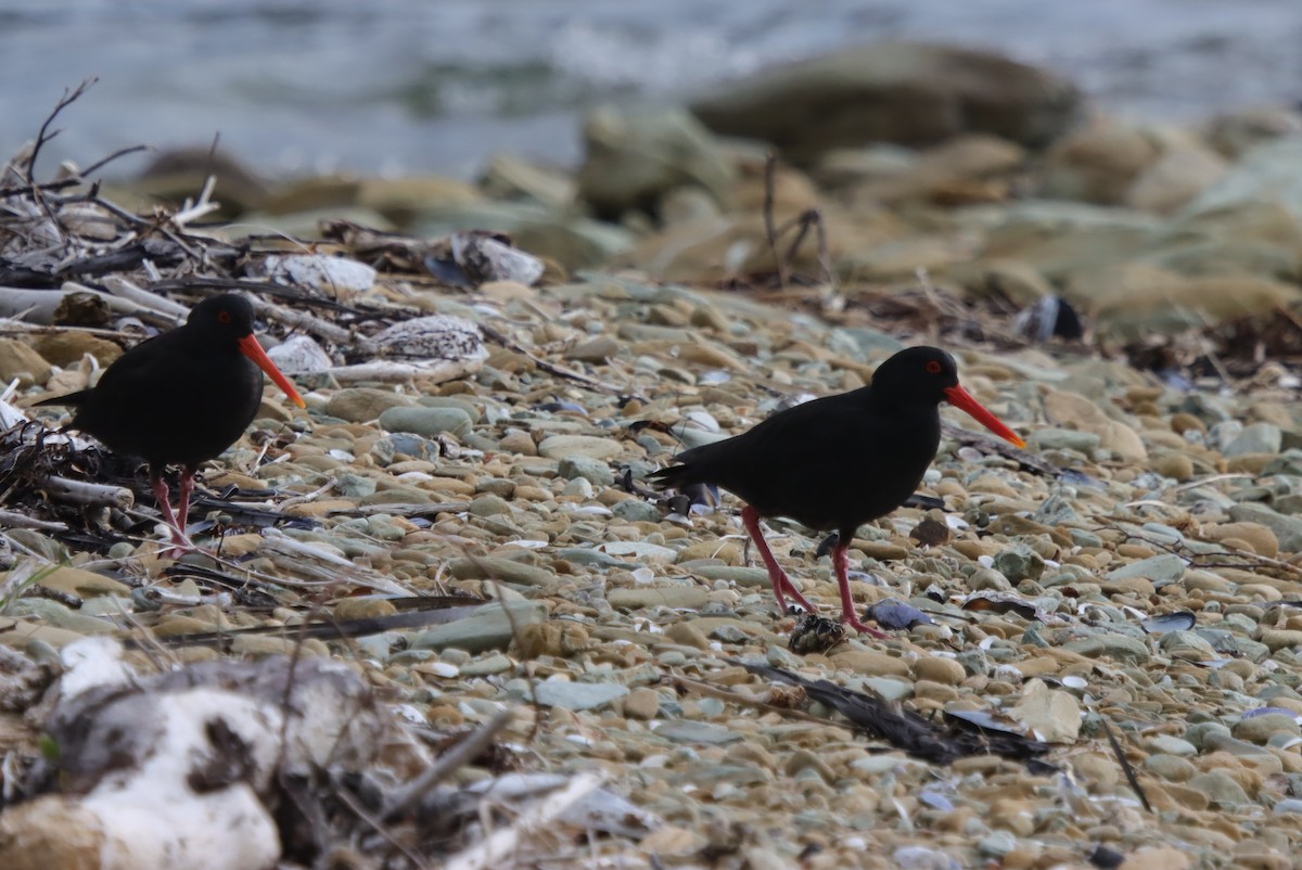 Ostrero Variable - ML648838308