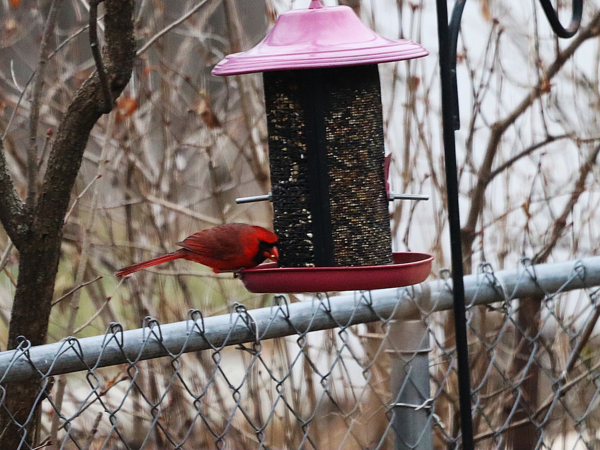 Cardenal Norteño - ML648838311