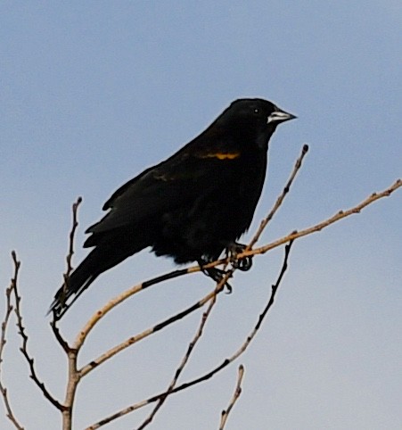 Sargento Alirrojo - ML648838312