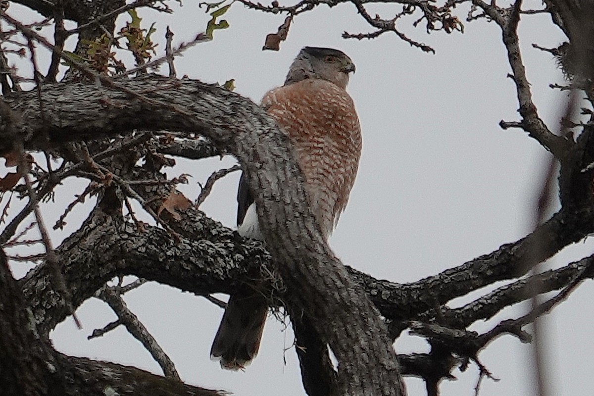 Gavilán de Cooper - ML648838313