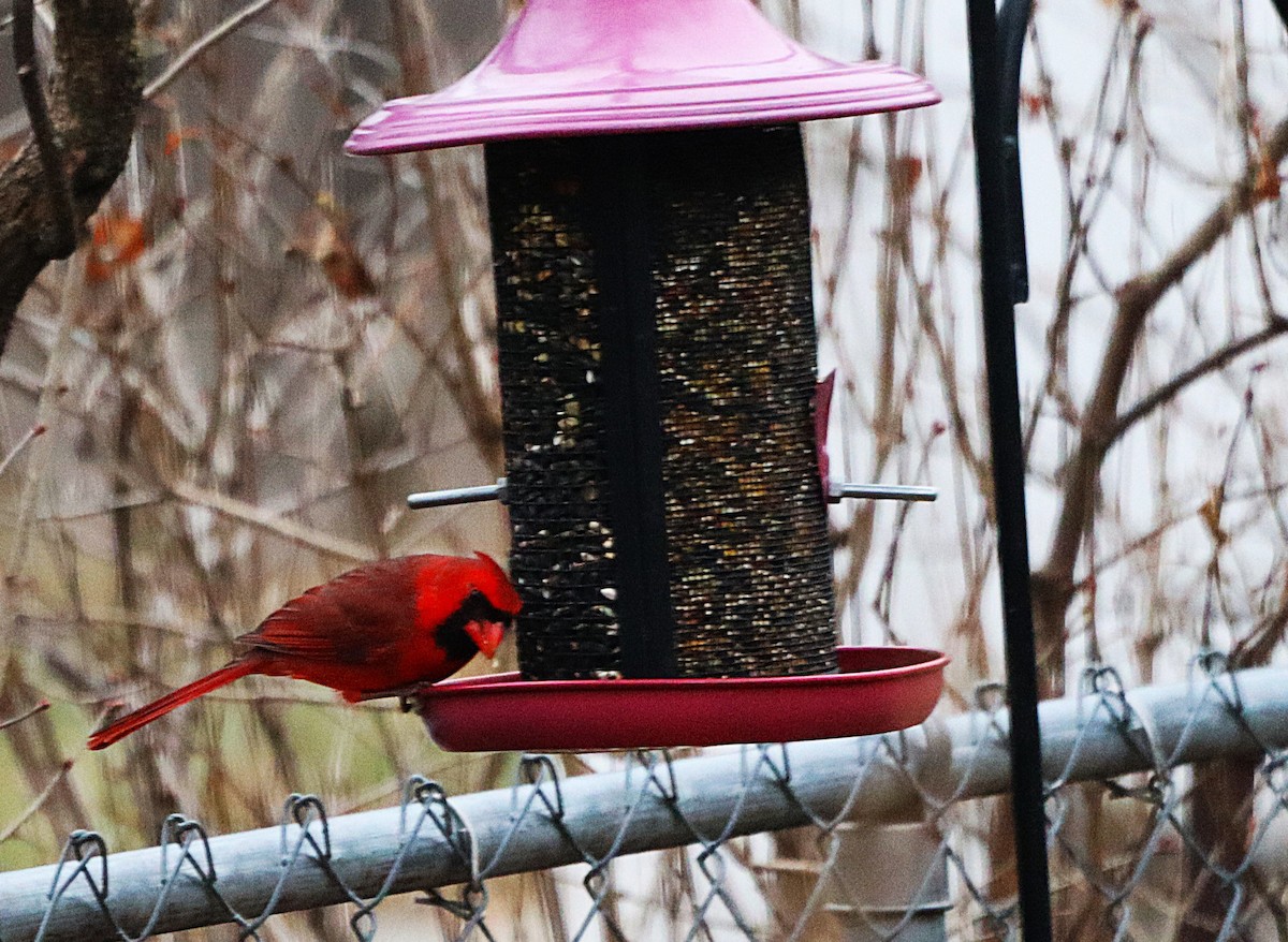 Cardenal Norteño - ML648838316