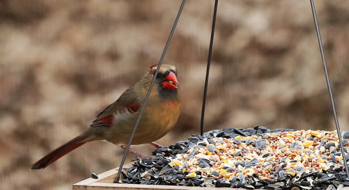 Cardenal Norteño - ML648838319