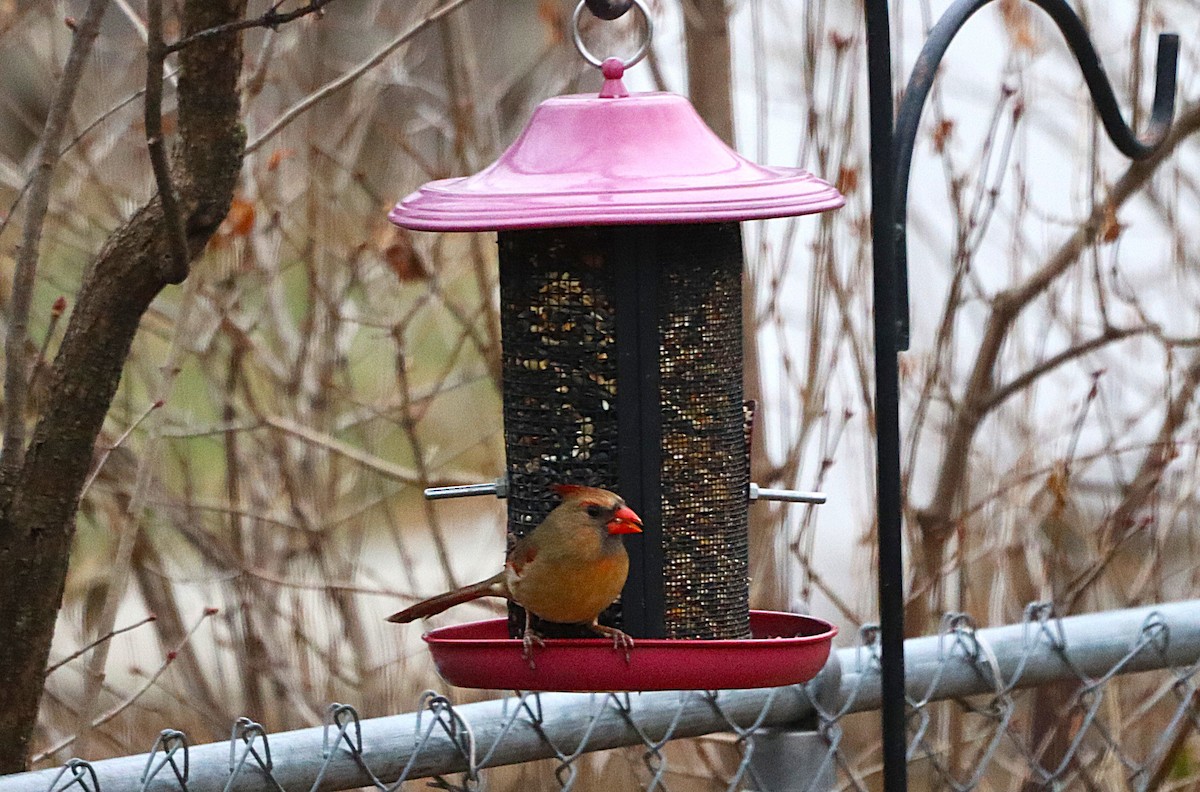 Cardenal Norteño - ML648838320
