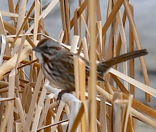 Chingolo Cantor - ML648838321