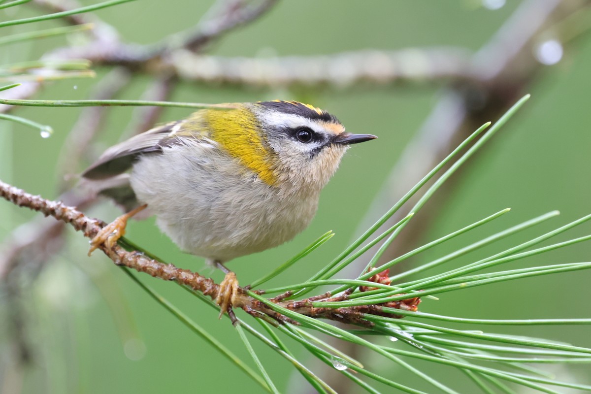 Reyezuelo Listado - ML648838322