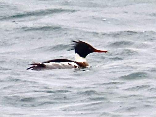 Serreta Mediana - ML648838323