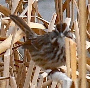 Chingolo Cantor - ML648838324