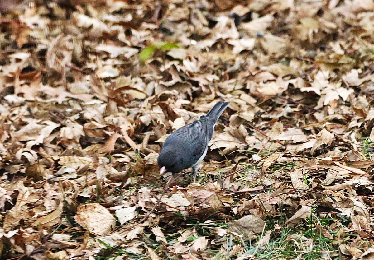 Junco Ojioscuro - ML648838325