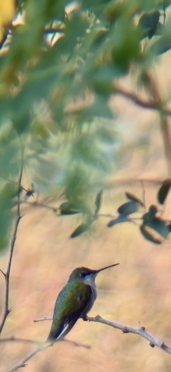 Colibrí Gorjirrubí - ML648838328