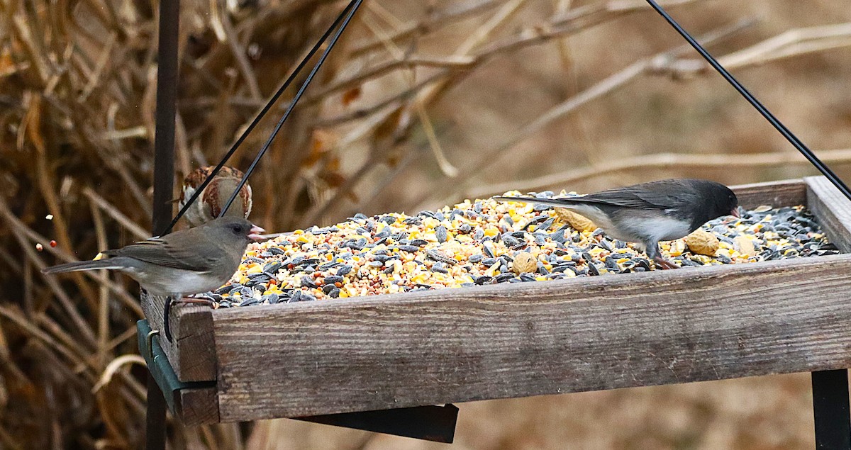 Junco Ojioscuro - ML648838329
