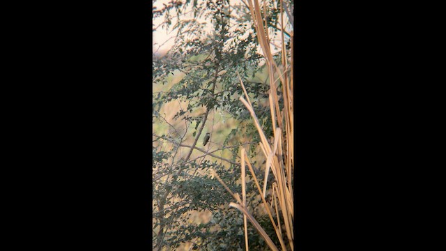 Ruby-throated Hummingbird - ML648838332