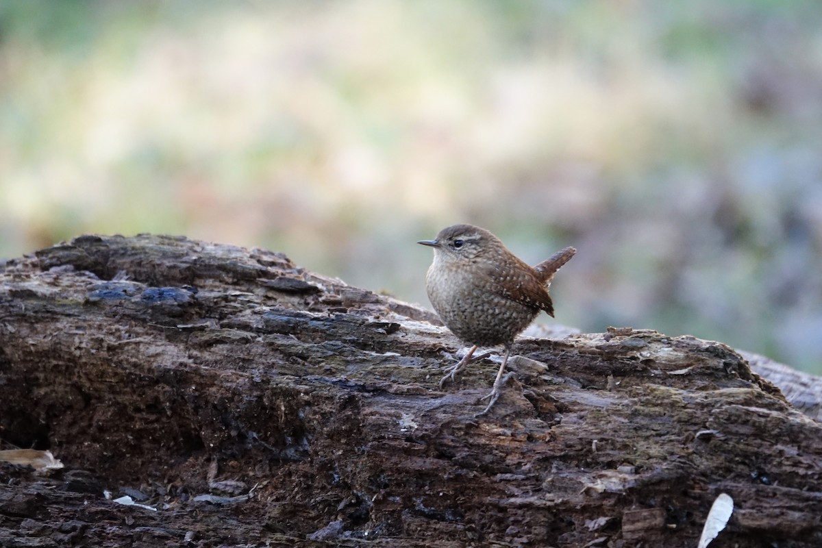 Winter Wren - ML648838343