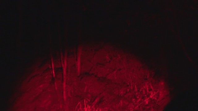 Great Spotted Kiwi - ML648838511