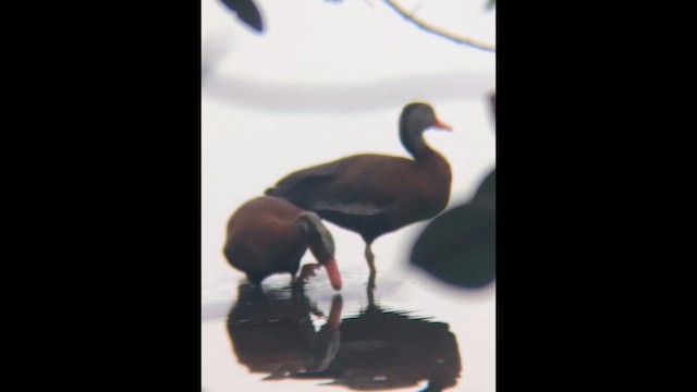 Black-bellied Whistling-Duck - ML648838560