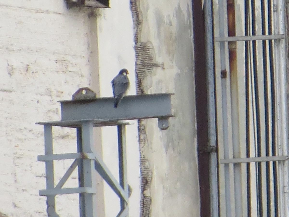 Belatz handia - ML648838692