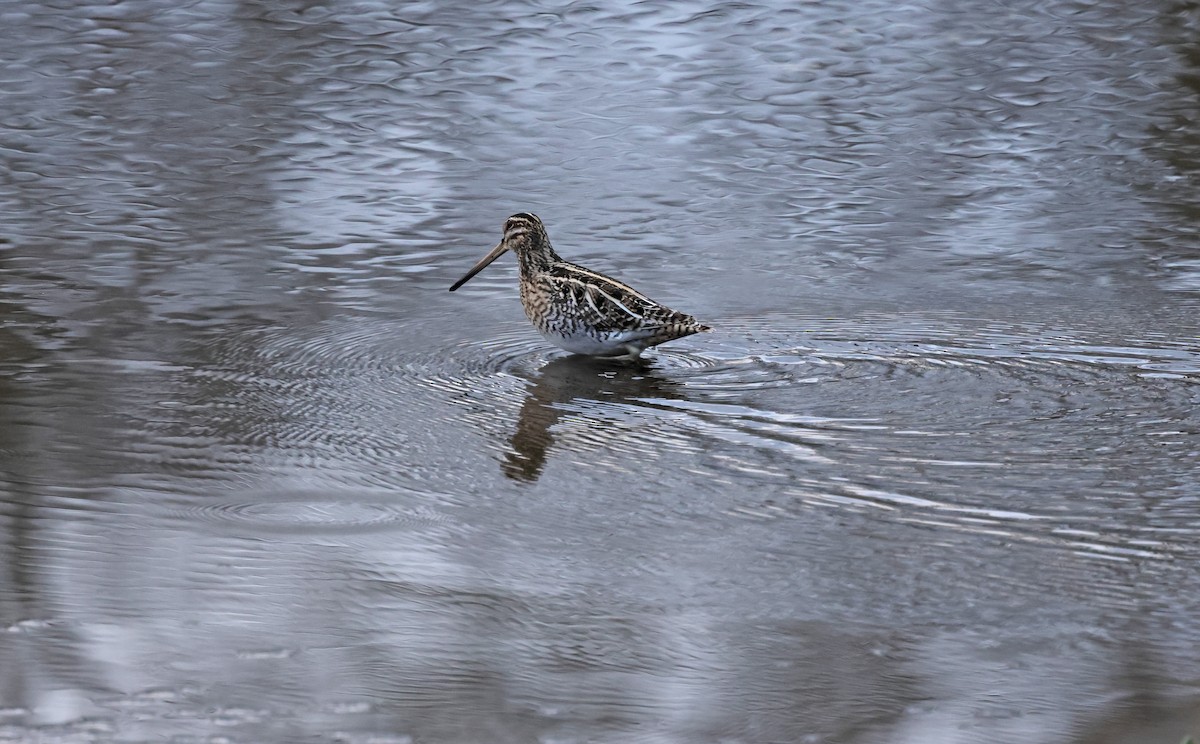 enkeltbekkasin - ML648838811