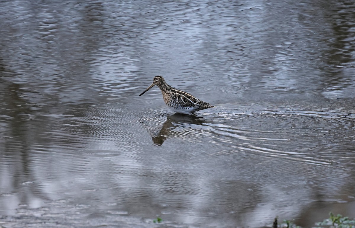 enkeltbekkasin - ML648838812