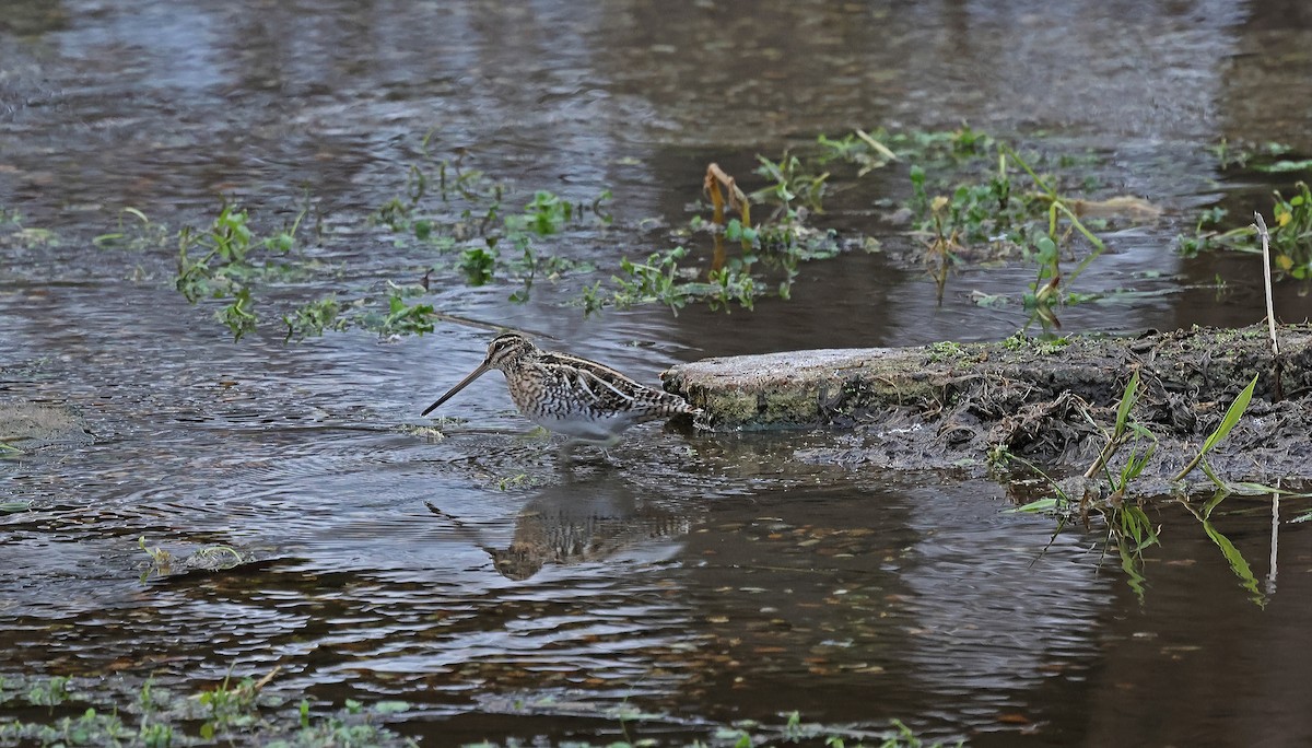 enkeltbekkasin - ML648838813