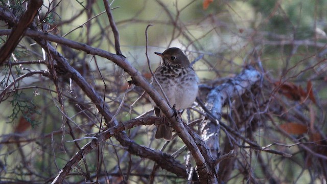 Дрозд-отшельник - ML648838928