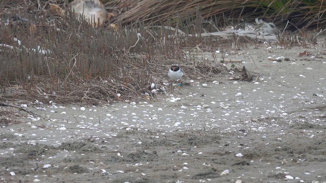 Shore Plover - ML648838939