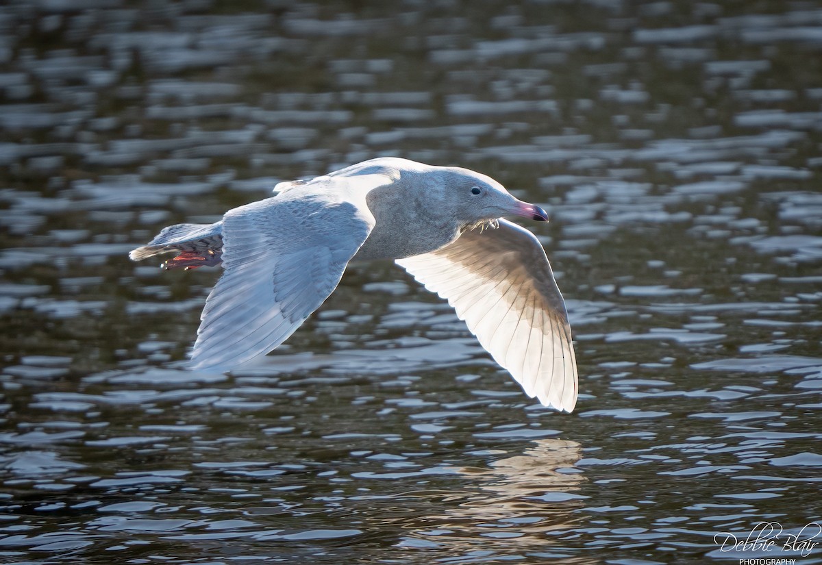 Kutup Martısı - ML648838992