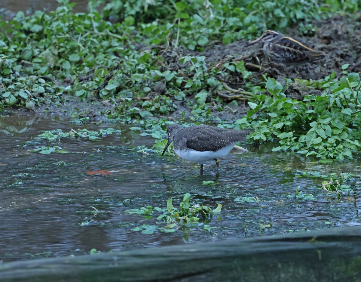 skogsnipe - ML648839748