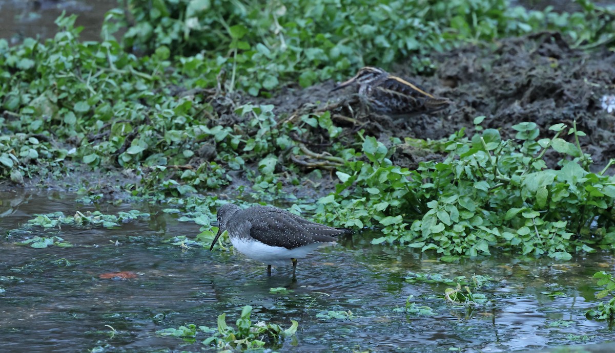 skogsnipe - ML648839749